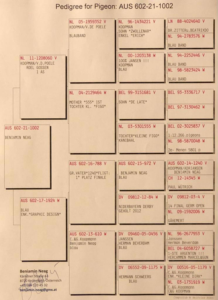 Pigeon pedigree image
