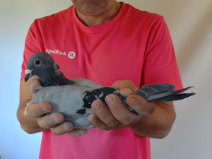 Pigeon image