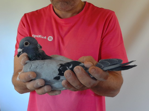 Pigeon image