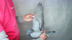 Pigeon image