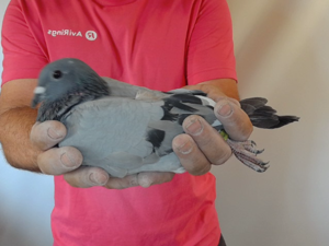 Pigeon image