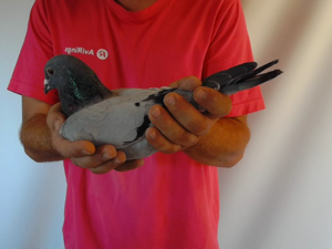 Pigeon image