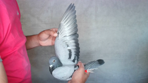 Pigeon image
