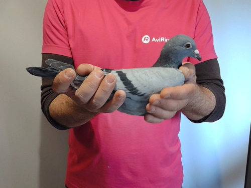 Pigeon image