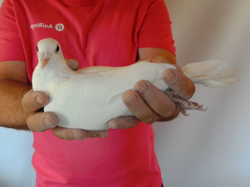 Pigeon image