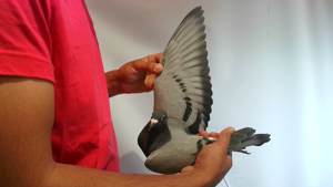 Pigeon image