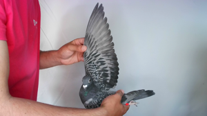 Pigeon image