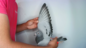 Pigeon image
