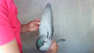 Pigeon image