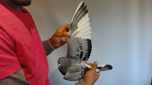 Pigeon image