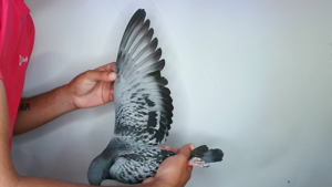 Pigeon image