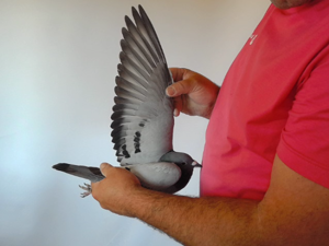 Pigeon image