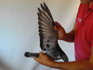 Pigeon image