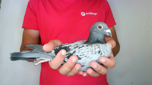 Pigeon image