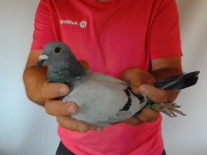 Pigeon image