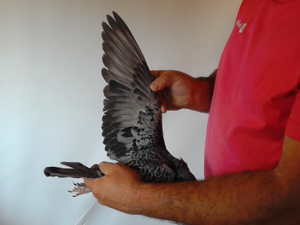 Pigeon image