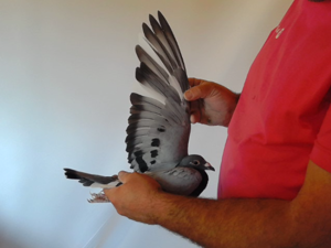 Pigeon image