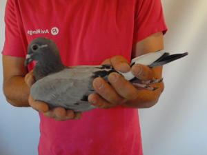 Pigeon image