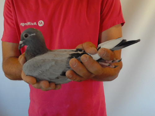 Pigeon image