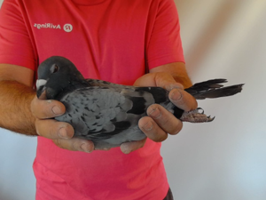 Pigeon image