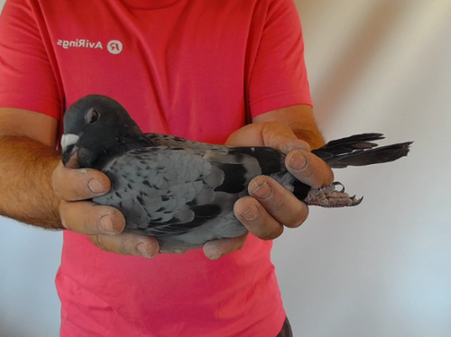 Pigeon image