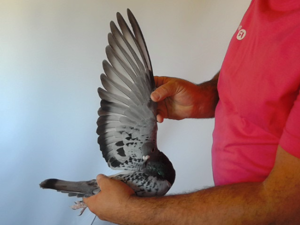 Pigeon image