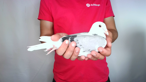 Pigeon image