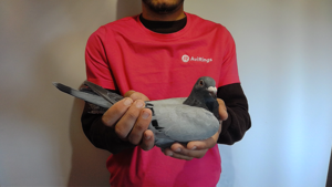 Pigeon image