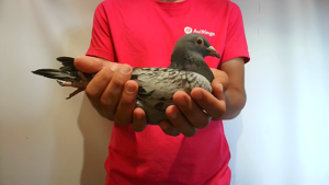 Pigeon image