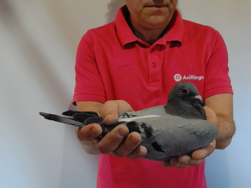 Pigeon image