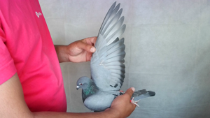 Pigeon image
