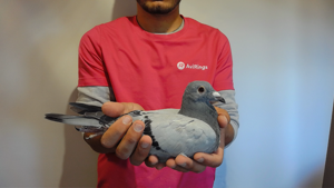 Pigeon image