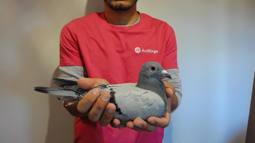 Pigeon image