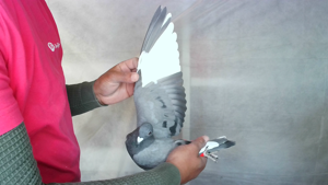 Pigeon image