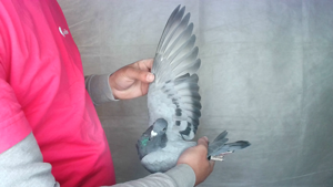 Pigeon image