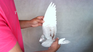 Pigeon image