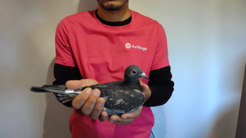 Pigeon image