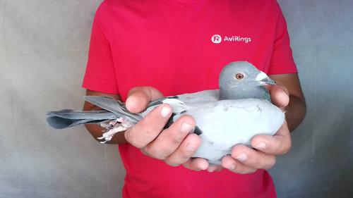 Pigeon image