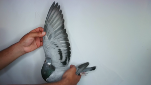 Pigeon image