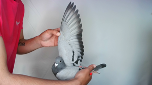 Pigeon image
