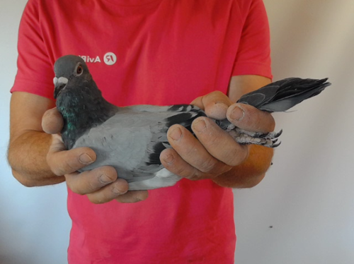Pigeon image