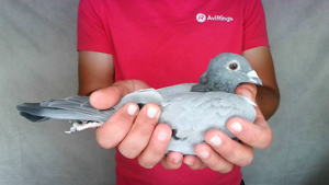 Pigeon image