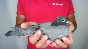 Pigeon image