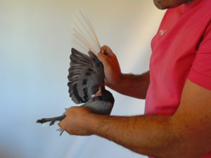Pigeon image