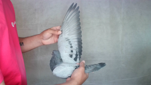 Pigeon image