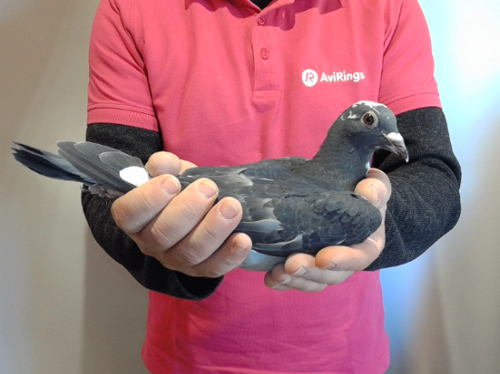 Pigeon image