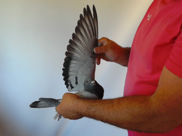 Pigeon image