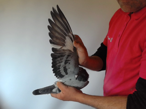 Pigeon image
