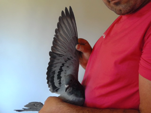 Pigeon image