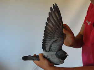 Pigeon image